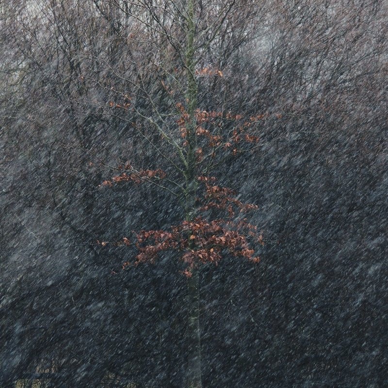 Vanguard Alta Pro 2+ Review