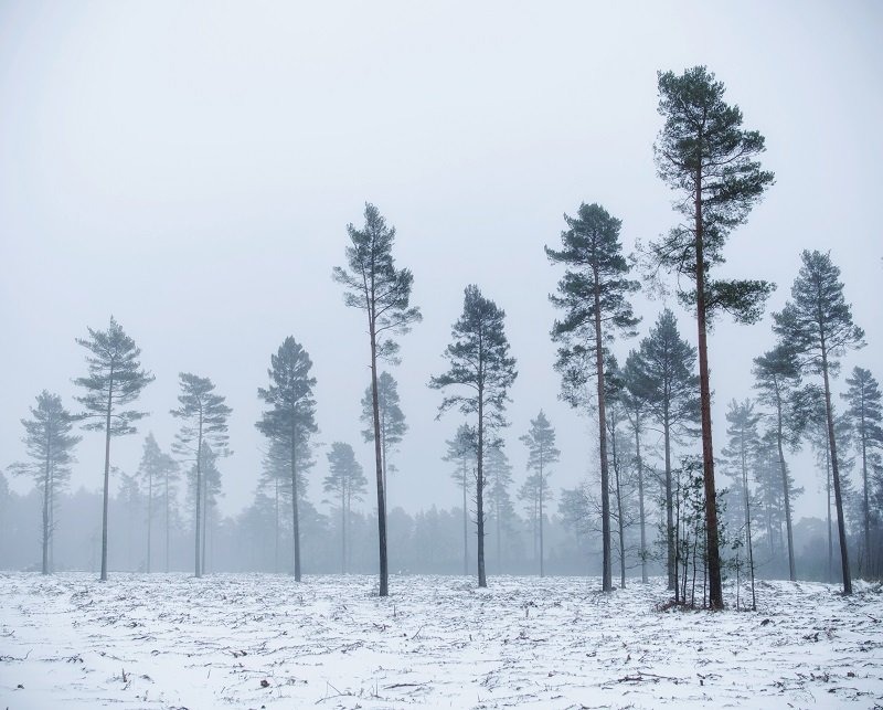 Vanguard Alta Pro 2+ Review