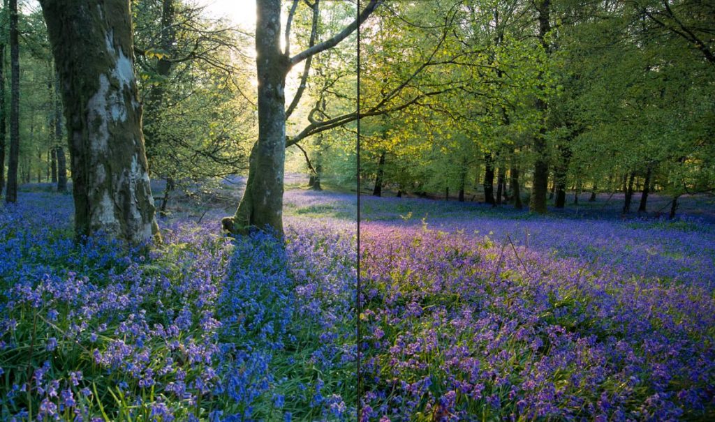 Forest Photography Lightroom Presets