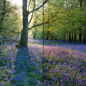 Forest Photography Lightroom Presets