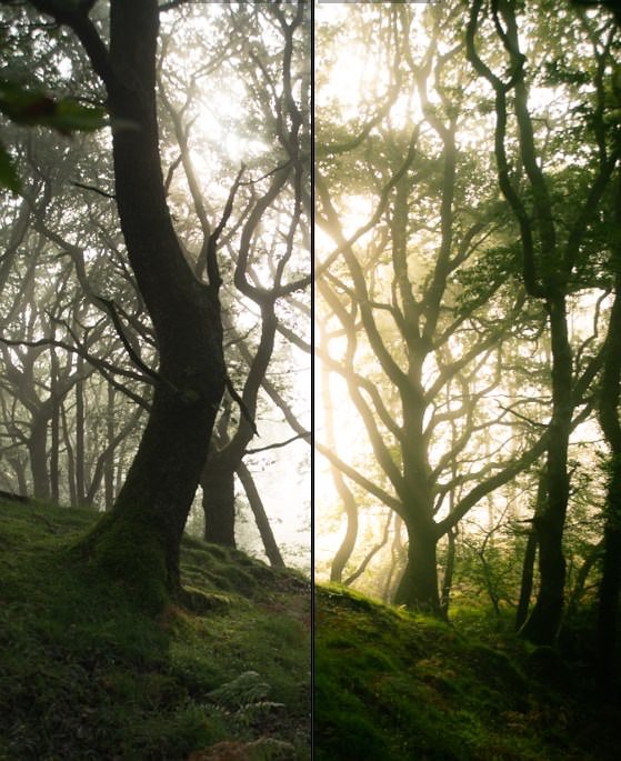 Forest Photography Lightroom Presets