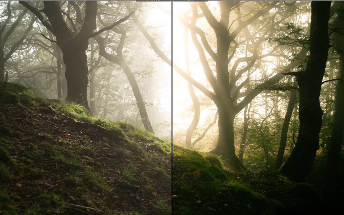 Get Our Forest Photography Lightroom Presets