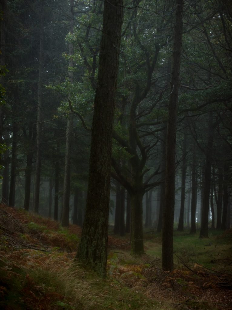 Ultimate Guide To Forest Photography - Tips And Tricks