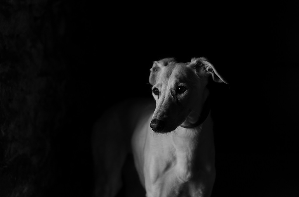 Rule Of Thirds In Photography